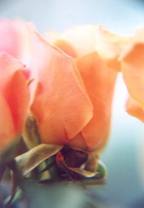 008.jpg