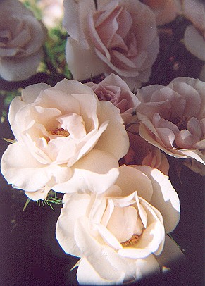 177269-01.jpg