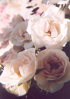 177269-03.jpg