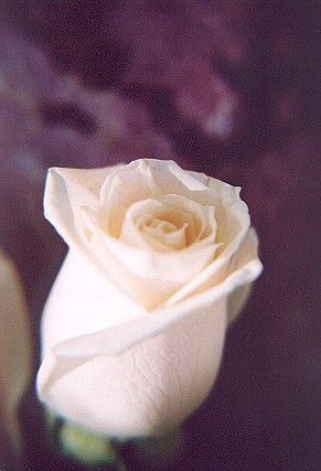 748566-29.jpg
