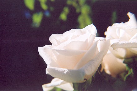 751014-11.jpg