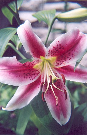 812443-1astargazerlily.jpg