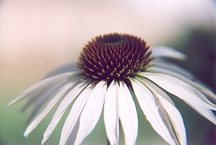 812444-13whiteconeflower.jpg