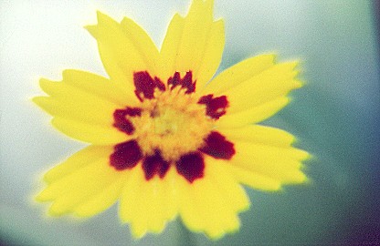 812444-16coreopsis.jpg