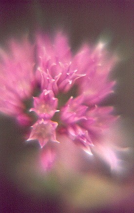 chiveblossom.jpg