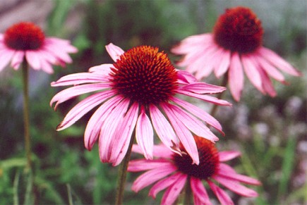 coneflower.jpg
