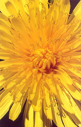 dandelion.jpg