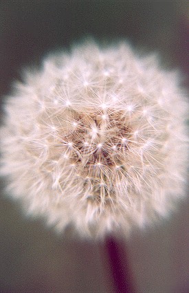 dandelionpuff2.jpg