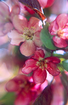 dkpinkcrabappleblossoms2.jpg