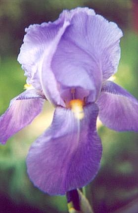 iris1.jpg