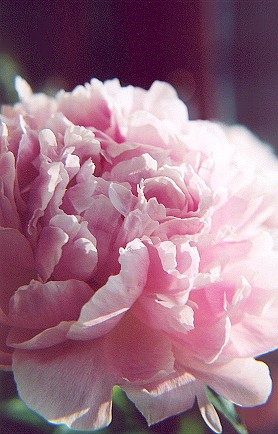 lightpink17.jpg