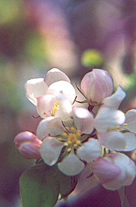 lightpinkcrabapplesmallcluster.jpg