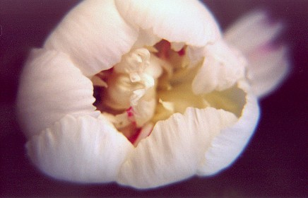 peonybud.jpg