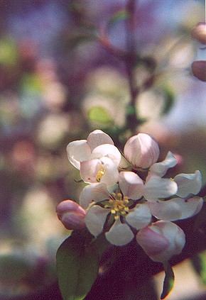 pinkcrabapplesmallcluster.jpg
