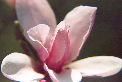 pinkmagnolia.jpg