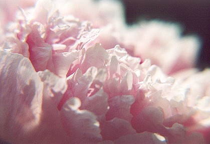 pinkwaves18.jpg
