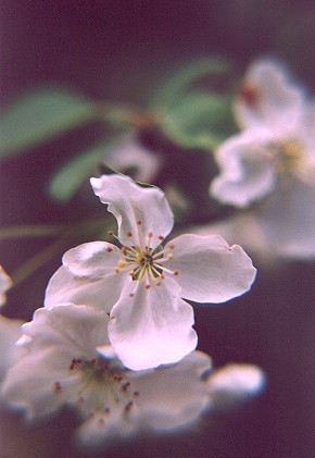 purewhitecrabappleblossom.jpg