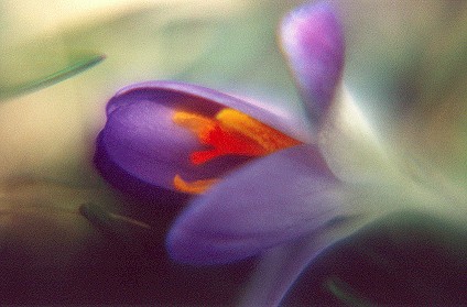 purplecrocus1.jpg