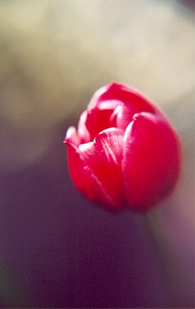 redtulip2.jpg
