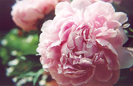 softpinkpeony19.jpg