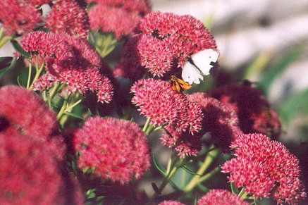 stonecrop.jpg