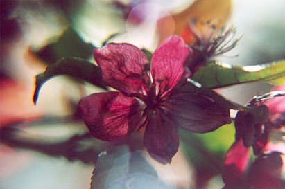 translucent.jpg