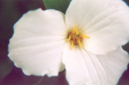 trillium.jpg