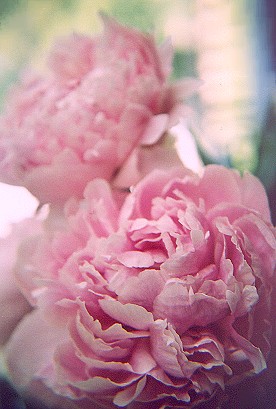 twopinkpeonies09.jpg