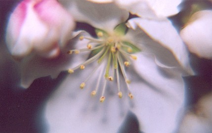 whitecrabappleblossom1.jpg
