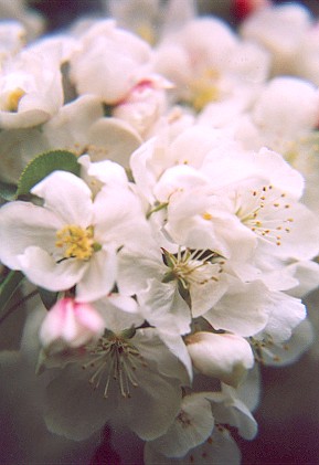 whitecrabappleblossoms.jpg