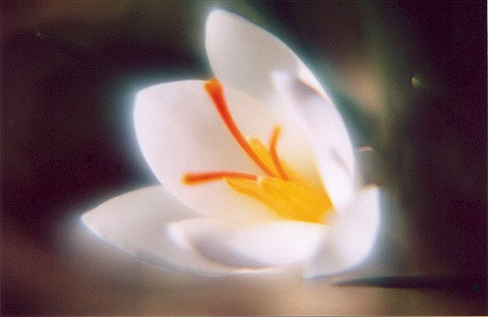 whitecrocus3a.jpg