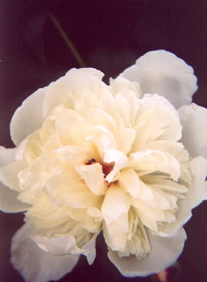 whitepeony1.jpg
