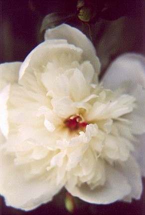 whitepeony2.jpg