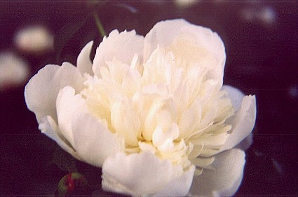 whitepeony3.jpg