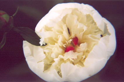 whitepeony4.jpg
