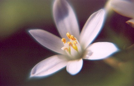 whitestar3.jpg