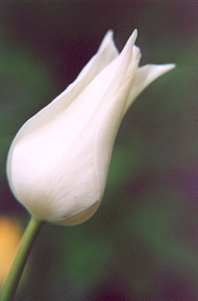 whitetulip.jpg
