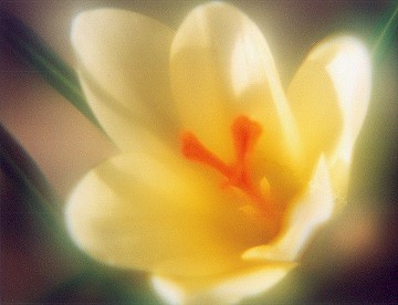 yellowcrocussoft3.jpg