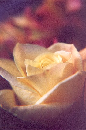 yellowrose28.jpg