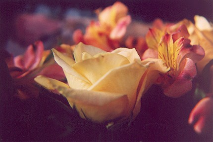 yellowrose31.jpg