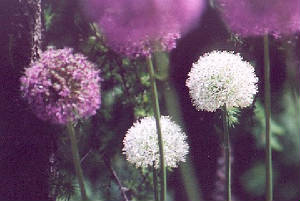 0504-8920-31.jpg