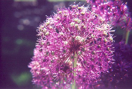 0504-8920-09.jpg