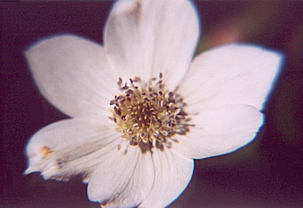 anemone.jpg
