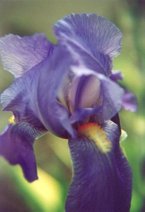 iris4.jpg